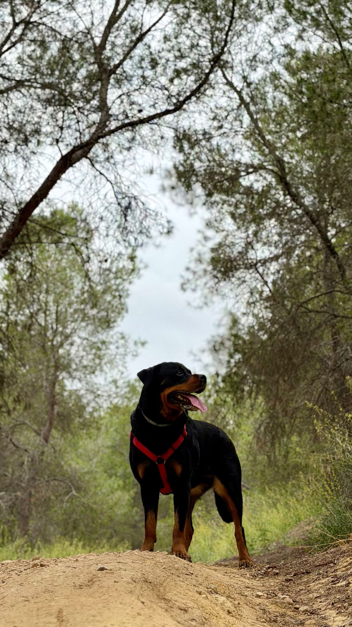 Maya en el monte