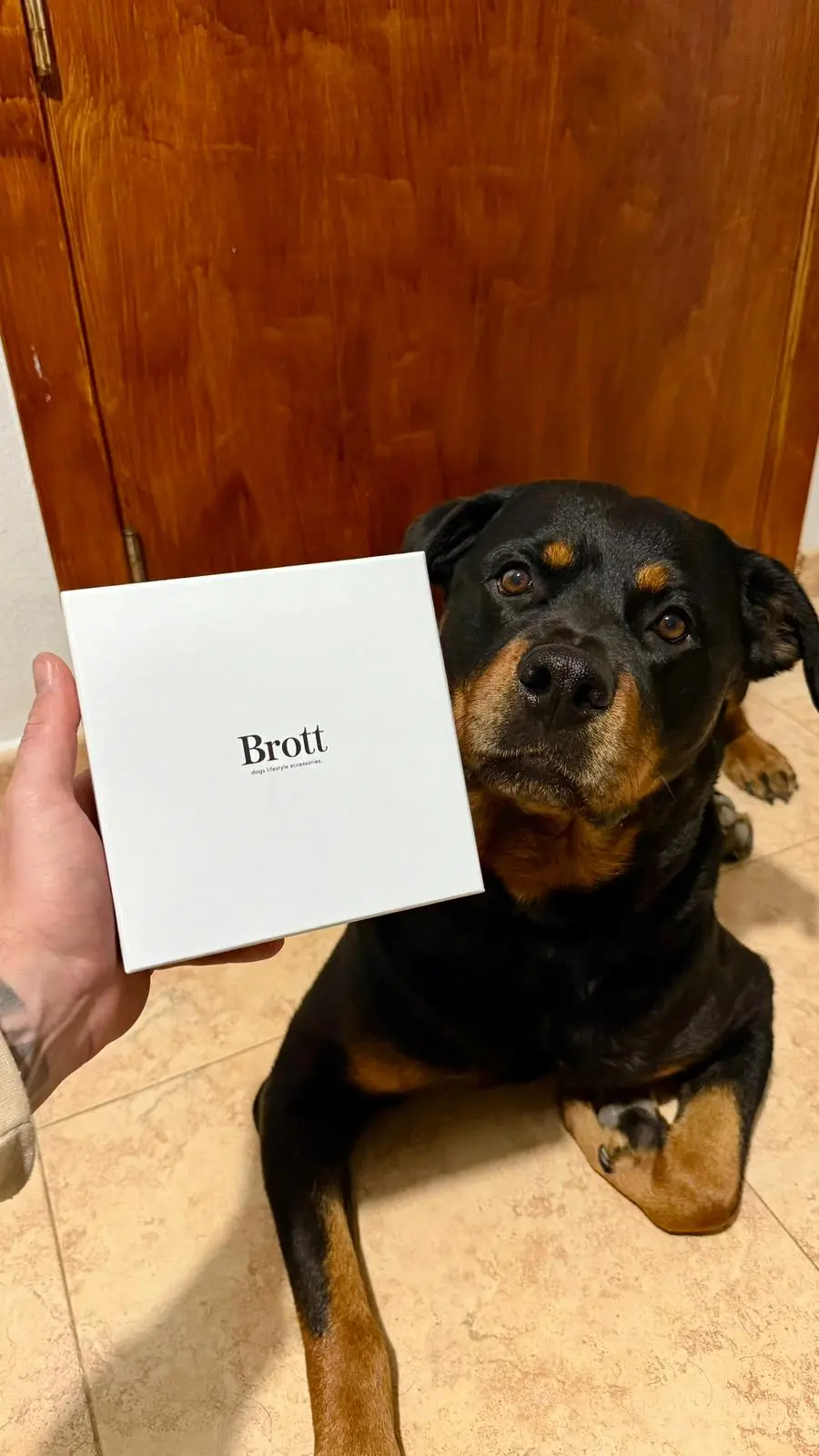 Rottweiler en piso