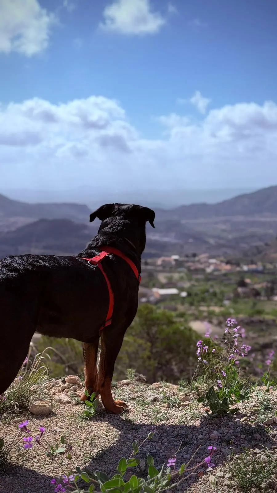 Rottweiler con niños