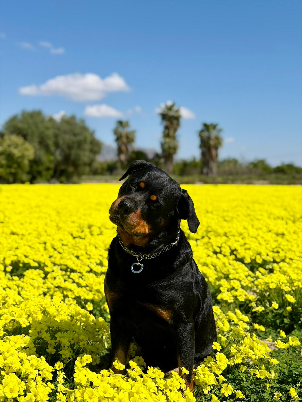 Maya en campo de flores