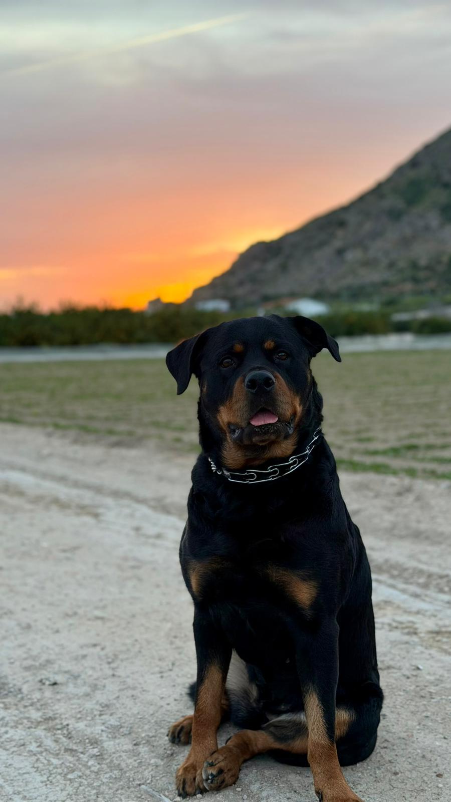 Maya el Rottweiler Peluche