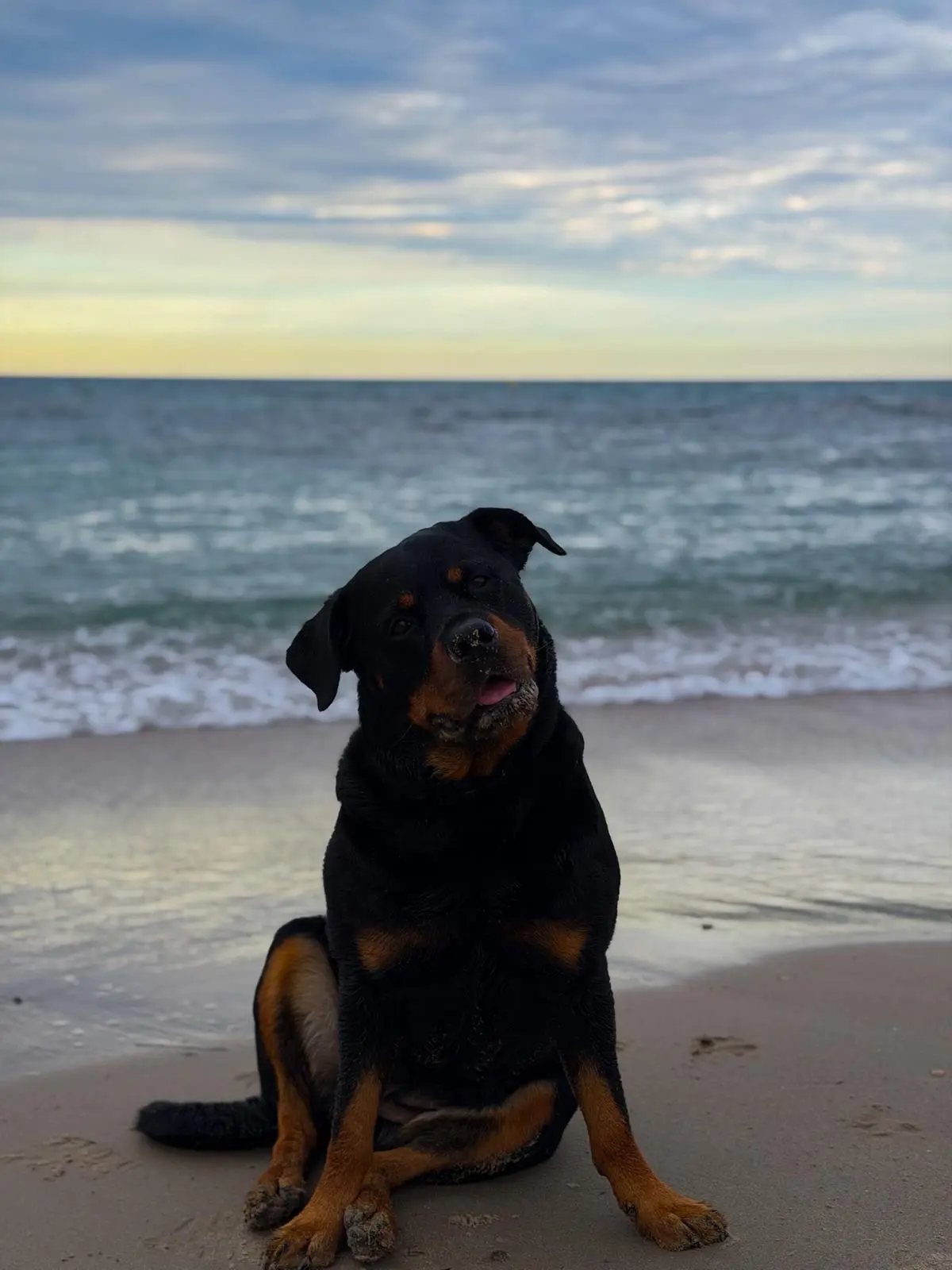 Maya Rottweiler en la playa, perro PPP tranquilo