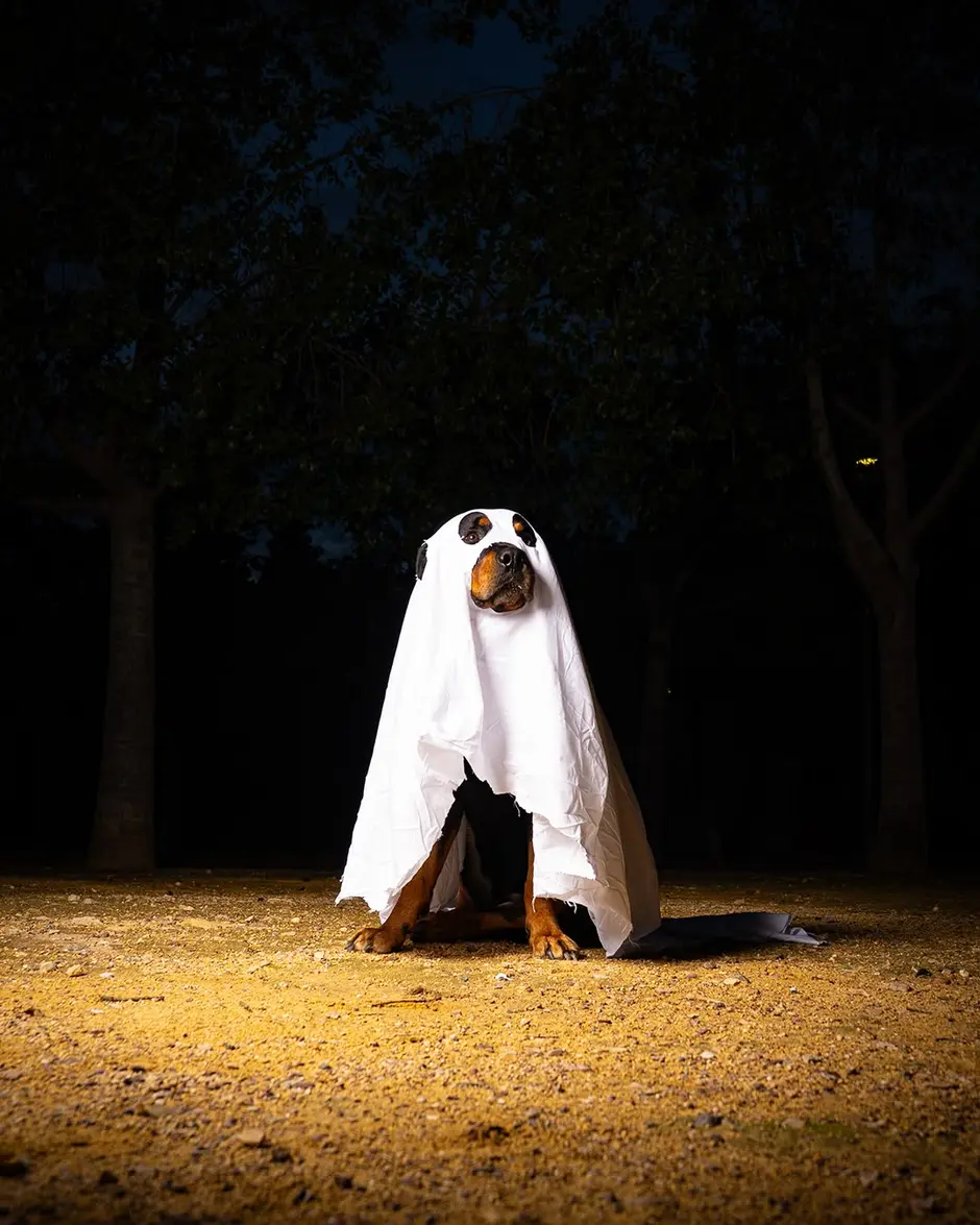 Maya, Rottweiler de 40 kg, sentada de noche en un parque disfrazada de fantasma con una sábana blanca