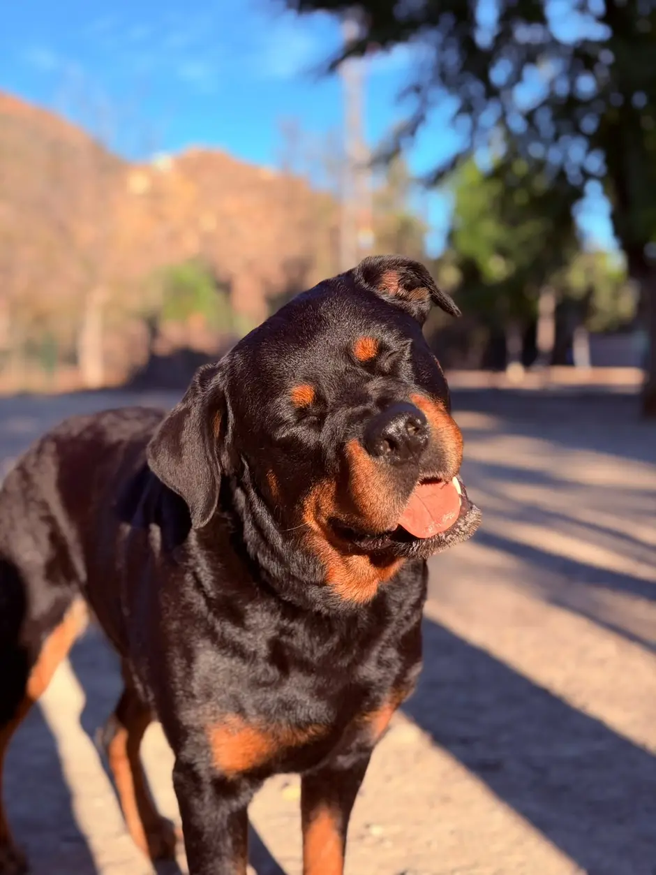 Maya paseando al atardecer por un camino de Murcia, con la lengua fuera y las orejas al viento