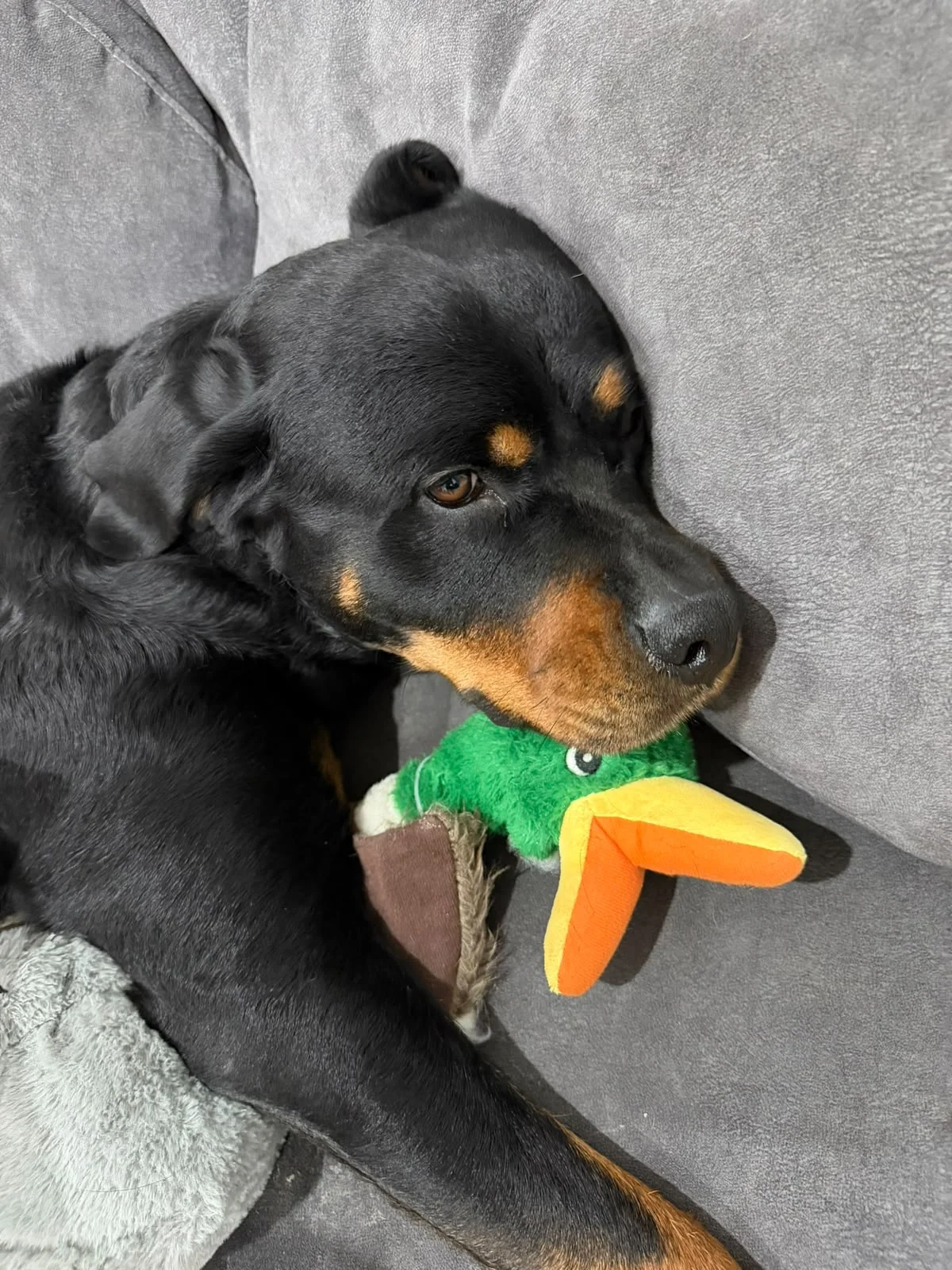 Maya, la Rottweiler de 40 kg, tumbada tranquila con su peluche de pato — el 'perro potencialmente peligroso' que RENFE no deja subir al tren