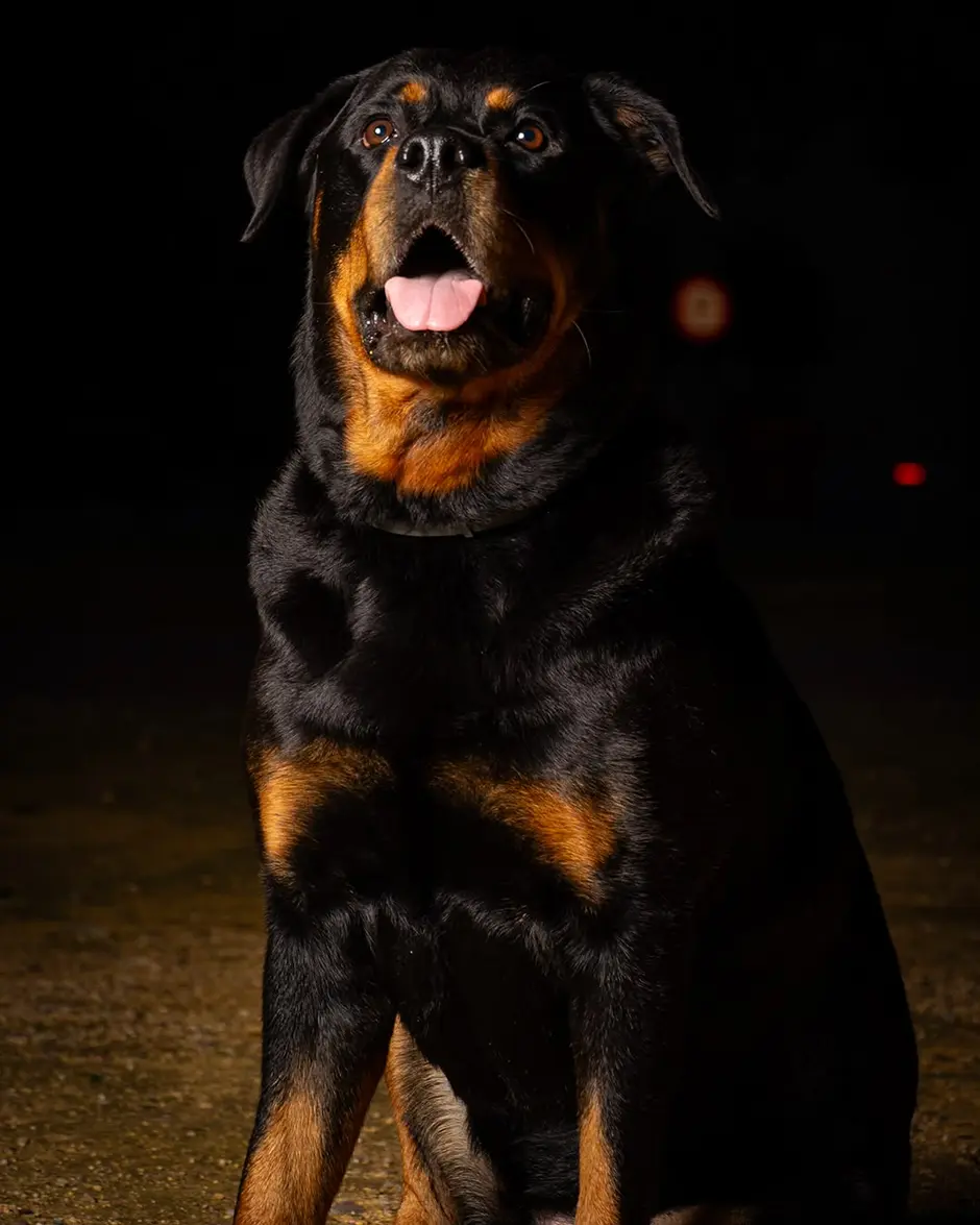Retrato nocturno de Maya, Rottweiler hembra de 40 kg, con la lengua fuera y gesto relajado
