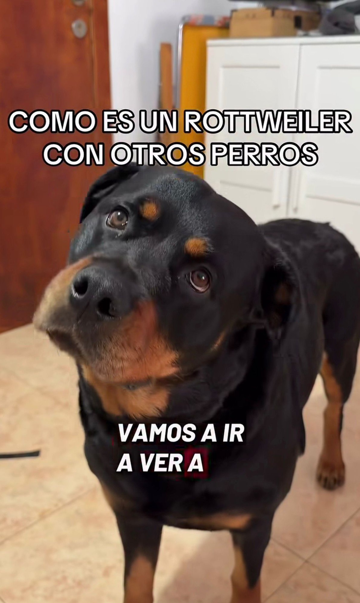 Como es un Rottweiler con otros perros