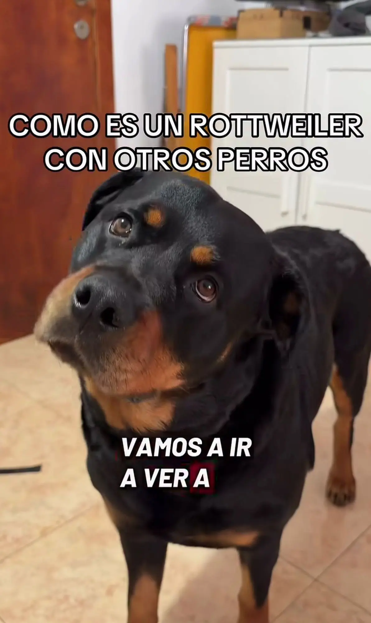 Como es un Rottweiler con otros perros